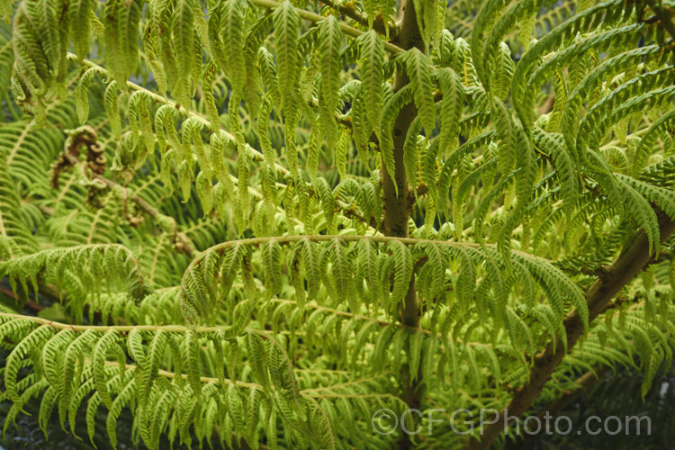 Young fronds of the Silver Fern or Ponga (<i>Cyathea dealbata [syn. Alsophila tricolor]), a tree fern native to New Zealand. The undersides of the mature fronds are silvery. The fern may produce fronds singly or can develop a whole new head of foliage, expanding many fronds simultaneously, as this plant is doing. Order: Cyatheales, Family: Cyatheaceae