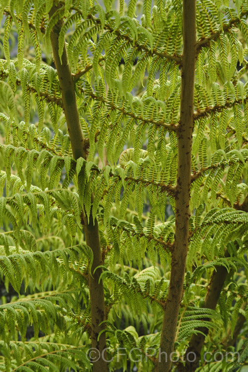 Young fronds of the Silver Fern or Ponga (<i>Cyathea dealbata [syn. Alsophila tricolor]), a tree fern native to New Zealand. The undersides of the mature fronds are silvery. The fern may produce fronds singly or can develop a whole new head of foliage, expanding many fronds simultaneously, as this plant is doing. Order: Cyatheales, Family: Cyatheaceae