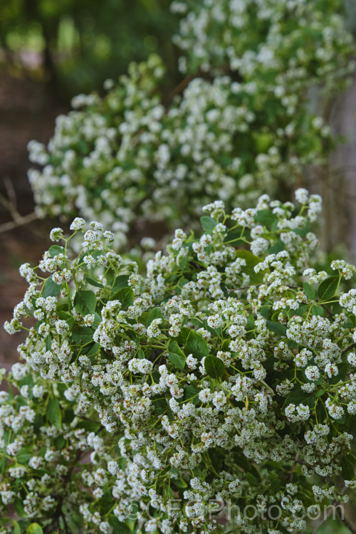 Canary Island Smoke Bush (<i>Bystropogon canariensis</i>), an evergreen shrub up to 3m high and wide, though easily kept smaller. It produces it's massed, small, scented, dull white flower from early summer until autumn.