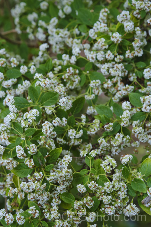 Canary Island Smoke Bush (<i>Bystropogon canariensis</i>), an evergreen shrub up to 3m high and wide, though easily kept smaller. It produces it's massed, small, scented, dull white flower from early summer until autumn.