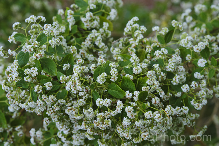 Canary Island Smoke Bush (<i>Bystropogon canariensis</i>), an evergreen shrub up to 3m high and wide, though easily kept smaller. It produces it's massed, small, scented, dull white flower from early summer until autumn.