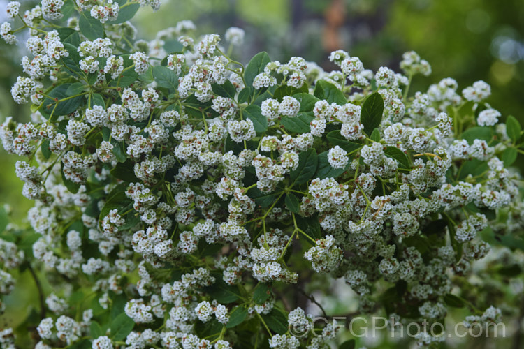 Canary Island Smoke Bush (<i>Bystropogon canariensis</i>), an evergreen shrub up to 3m high and wide, though easily kept smaller. It produces it's massed, small, scented, dull white flower from early summer until autumn.