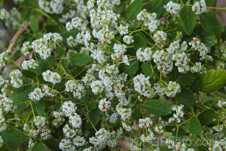 Canary Island Smoke Bush (<i>Bystropogon canariensis</i>), an evergreen shrub up to 3m high and wide, though easily kept smaller. It produces it's massed, small, scented, dull white flower from early summer until autumn.