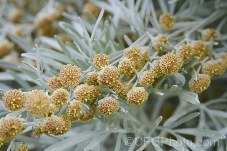 Shrub. Wormwood (<i>Artemisia arborescens</i>), a shrubby evergreen perennial native to the Mediterranean region. It can grow to 15m high x 2m wide. The flowerheads open in spring, and while an unusual colour, are not especially showy. The plant is mainly grown for its silver-grey foliage. artemisia-2364htm'>Artemisia.