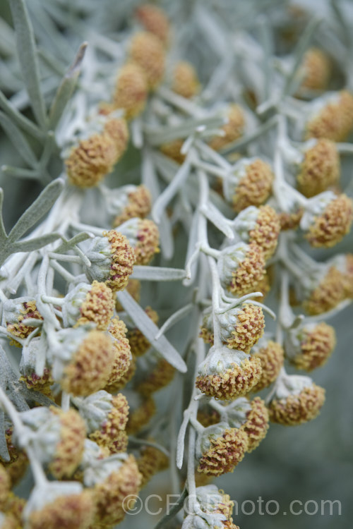 Shrub. Wormwood (<i>Artemisia arborescens</i>), a shrubby evergreen perennial native to the Mediterranean region. It can grow to 15m high x 2m wide. The flowerheads open in spring, and while an unusual colour, are not especially showy. The plant is mainly grown for its silver-grey foliage. artemisia-2364htm'>Artemisia.