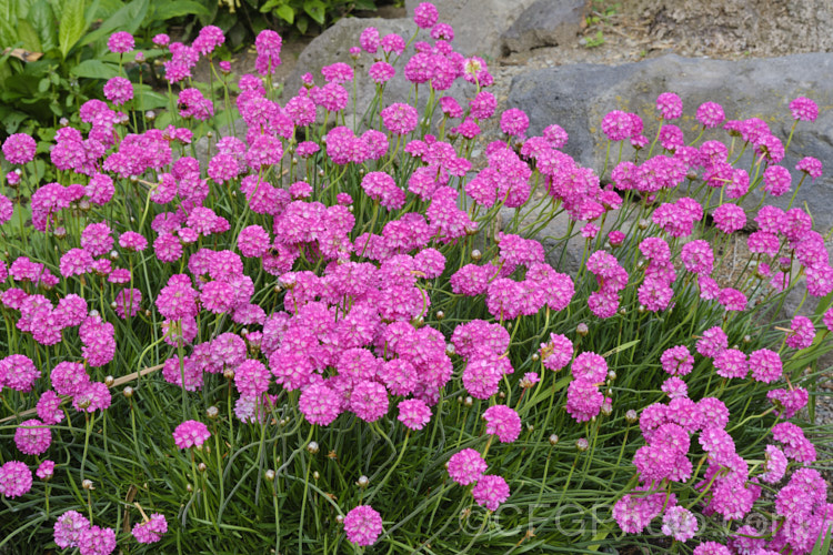 Armeria maritima 'Morning Star Deep Rose', a deep pink-flowered cultivar of Thrift, an evergreen spring-flowering perennial or subshrub that occurs naturally over much of the temperate Northern Hemisphere. Order: Caryophyllales, Family: Plumbaginaceae