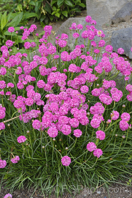 Armeria maritima 'Morning Star Deep Rose', a deep pink-flowered cultivar of Thrift, an evergreen spring-flowering perennial or subshrub that occurs naturally over much of the temperate Northern Hemisphere. Order: Caryophyllales, Family: Plumbaginaceae