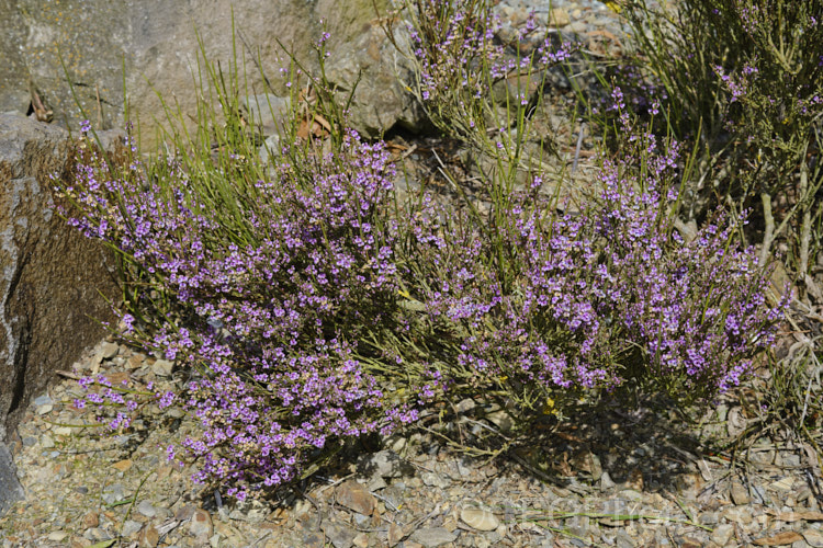 Cromwell Broom (<i>Carmichaelia compacta</i>), a woody, largely leafless shrub native to the schist soils of the river gorges of Central. Otago, New Zealand It grows to around 1m high x 1.2m wide and its minute but intricately marked purple flowers open en-masse in early summer. Order: Fabales, Family: Fabaceae Order: Fabales</a>