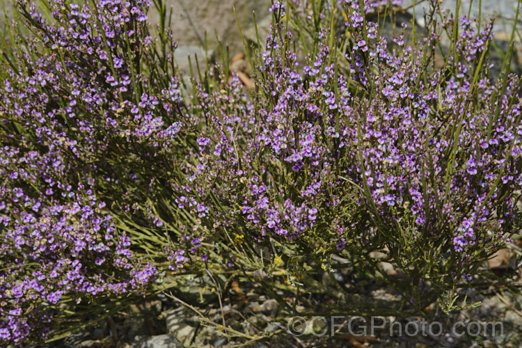 Cromwell Broom (<i>Carmichaelia compacta</i>), a woody, largely leafless shrub native to the schist soils of the river gorges of Central. Otago, New Zealand It grows to around 1m high x 1.2m wide and its minute but intricately marked purple flowers open en-masse in early summer. Order: Fabales, Family: Fabaceae Order: Fabales</a>