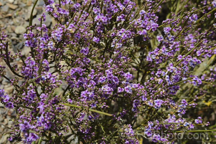 Cromwell Broom (<i>Carmichaelia compacta</i>), a woody, largely leafless shrub native to the schist soils of the river gorges of Central. Otago, New Zealand It grows to around 1m high x 1.2m wide and its minute but intricately marked purple flowers open en-masse in early summer. Order: Fabales, Family: Fabaceae Order: Fabales</a>