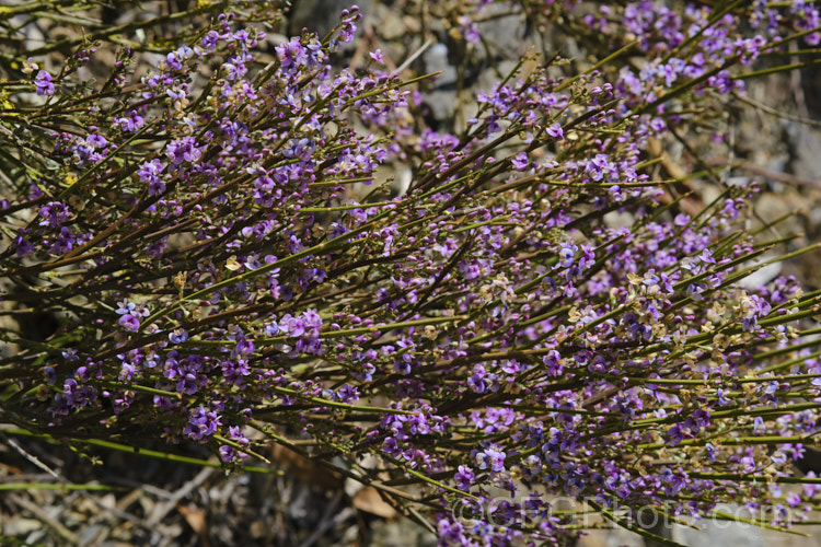 Cromwell Broom (<i>Carmichaelia compacta</i>), a woody, largely leafless shrub native to the schist soils of the river gorges of Central. Otago, New Zealand It grows to around 1m high x 1.2m wide and its minute but intricately marked purple flowers open en-masse in early summer. Order: Fabales, Family: Fabaceae Order: Fabales</a>