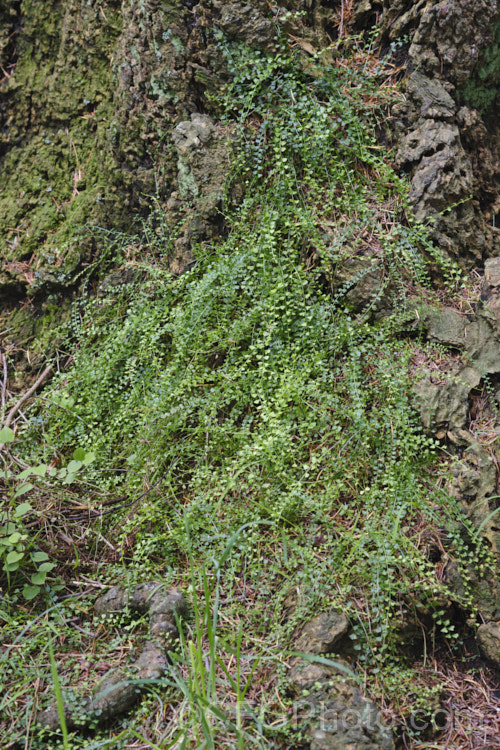 Necklace Fern (<i>Asplenium flabellifolium</i>), a low, spreading, evergreen fern usually found on rocks or in crevices, where it is frequently an early coloniser. It occurs naturally in New Zealand and southeastern Australia, including Tasmania. asplenium-2279htm'>Asplenium. <a href='aspleniaceae-plant-family-photoshtml'>Aspleniaceae</a>. Order: Polypodiales</a>