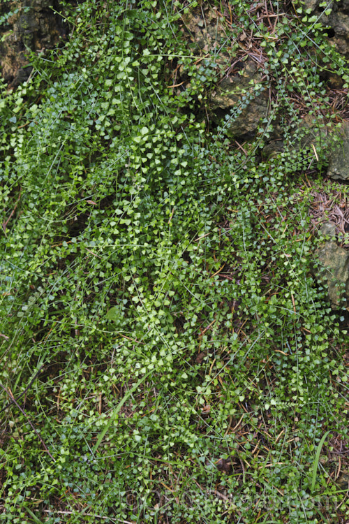 Necklace Fern (<i>Asplenium flabellifolium</i>), a low, spreading, evergreen fern usually found on rocks or in crevices, where it is frequently an early coloniser. It occurs naturally in New Zealand and southeastern Australia, including Tasmania. asplenium-2279htm'>Asplenium. <a href='aspleniaceae-plant-family-photoshtml'>Aspleniaceae</a>. Order: Polypodiales</a>