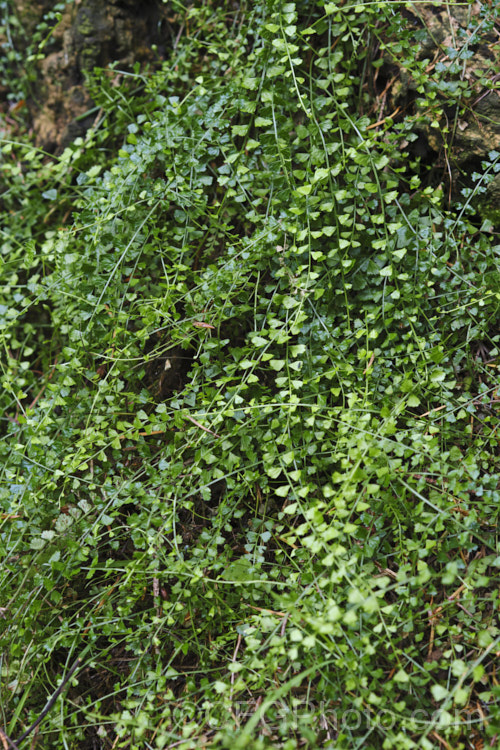 Necklace Fern (<i>Asplenium flabellifolium</i>), a low, spreading, evergreen fern usually found on rocks or in crevices, where it is frequently an early coloniser. It occurs naturally in New Zealand and southeastern Australia, including Tasmania. asplenium-2279htm'>Asplenium. <a href='aspleniaceae-plant-family-photoshtml'>Aspleniaceae</a>. Order: Polypodiales</a>