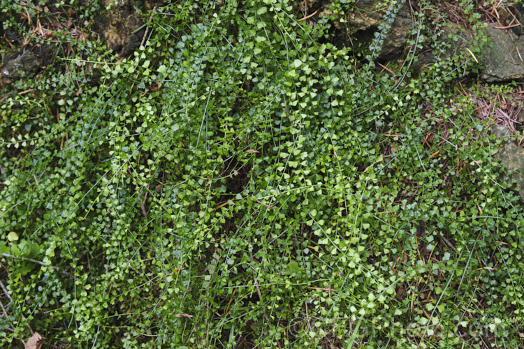 Necklace Fern (<i>Asplenium flabellifolium</i>), a low, spreading, evergreen fern usually found on rocks or in crevices, where it is frequently an early coloniser. It occurs naturally in New Zealand and southeastern Australia, including Tasmania. asplenium-2279htm'>Asplenium. <a href='aspleniaceae-plant-family-photoshtml'>Aspleniaceae</a>. Order: Polypodiales</a>