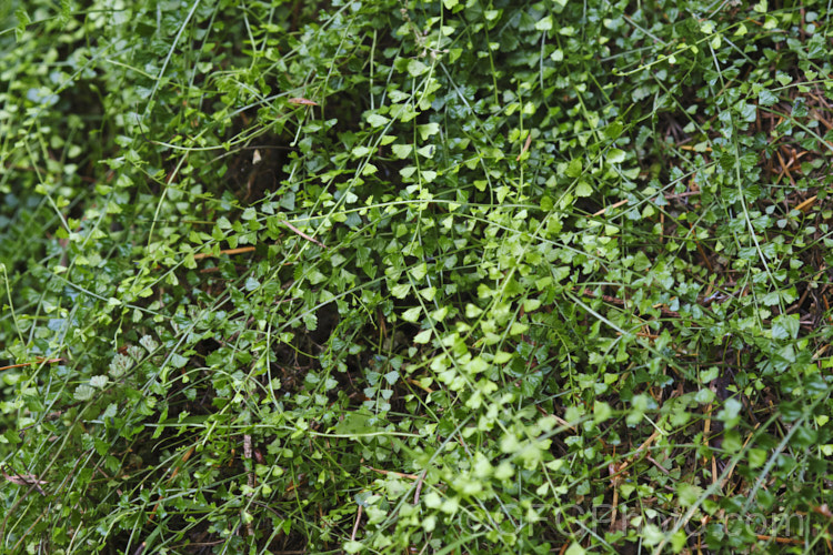 Necklace Fern (<i>Asplenium flabellifolium</i>), a low, spreading, evergreen fern usually found on rocks or in crevices, where it is frequently an early coloniser. It occurs naturally in New Zealand and southeastern Australia, including Tasmania. asplenium-2279htm'>Asplenium. <a href='aspleniaceae-plant-family-photoshtml'>Aspleniaceae</a>. Order: Polypodiales</a>