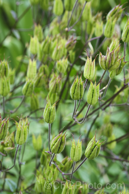 Immature seedpods of Granny's Bonnet or European Columbine (<i>Aquilegia vulgaris</i>), a spring- to early summer-flowering perennial native to Europe. It grows to around 90cm tall and is the parent of many garden cultivars and hybrids. Although beautiful in flower, the abundant seed produced by these pods and the plant's strong roots, make it invasive and difficult to eradicate once established as a weed. Order: Ranunculales, Family: Ranunculaceae Order: Ranunculales</a>