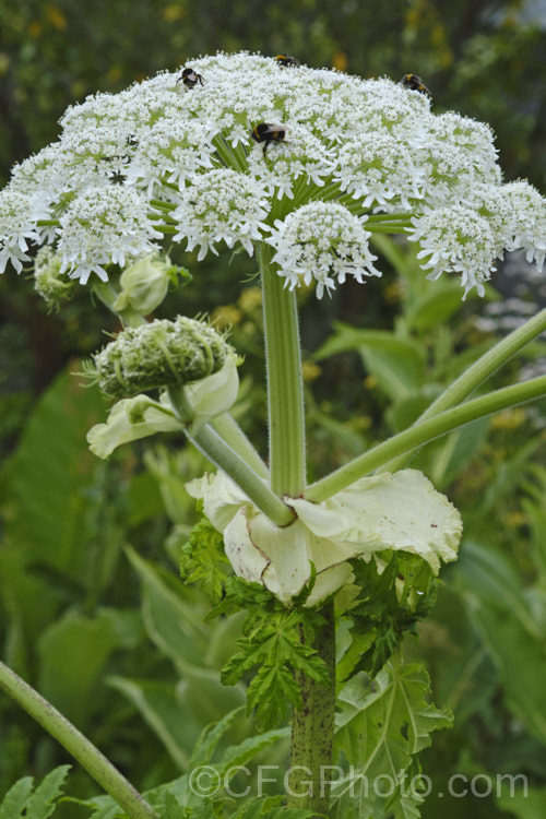 Common Hogweed or Cow. Parsley (<i>Heracleum sphondylium</i>), a summer-flowering perennial native to Europe, Central Asia and northern North Africa. It grows rapidly to 15-2m tall, with leaves up to 50cm long. Its stems are covered with very final nettle-like needle that cause contact dermatitis and irritation. Order: Apiales, Family: Apiaceae