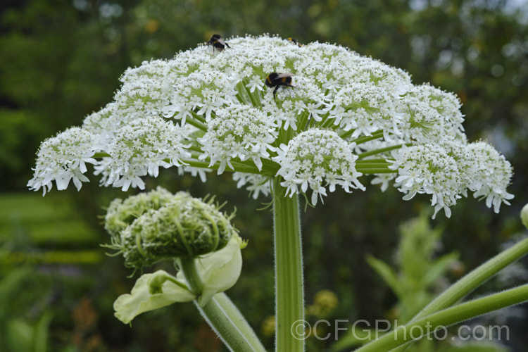 Common Hogweed or Cow. Parsley (<i>Heracleum sphondylium</i>), a summer-flowering perennial native to Europe, Central Asia and northern North Africa. It grows rapidly to 15-2m tall, with leaves up to 50cm long. Its stems are covered with very final nettle-like needle that cause contact dermatitis and irritation. Order: Apiales, Family: Apiaceae