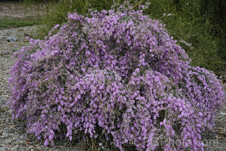 Pink Broom (<i>Carmichaelia carmichaeliae [syn. <i>Notospartium carmichaeliae</i>]), a near-leafless, arching, 1.5-3m high shrub native to Marlborough, New Zealand. The flowers appear from early summer, are fragrant and very attractive to the small black New Zealand bees. Order: Fabales, Family: Fabaceae Order: Fabales</a>