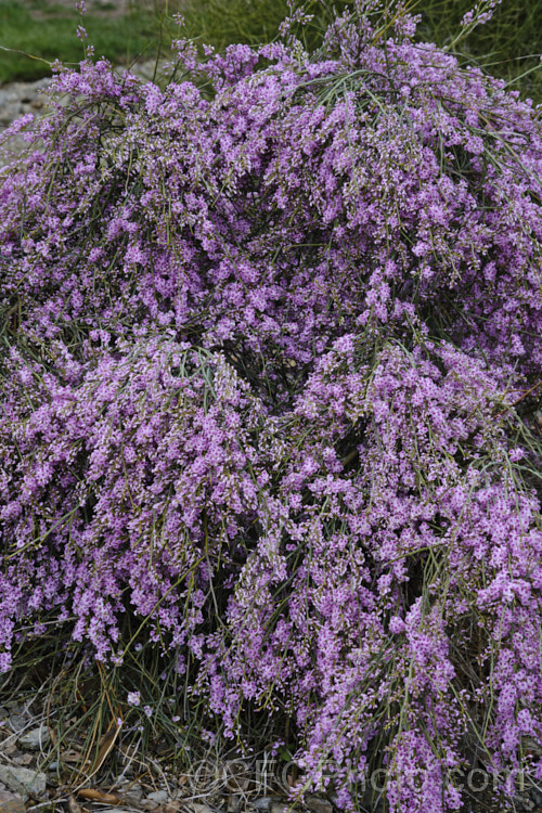 Pink Broom (<i>Carmichaelia carmichaeliae [syn. <i>Notospartium carmichaeliae</i>]), a near-leafless, arching, 1.5-3m high shrub native to Marlborough, New Zealand. The flowers appear from early summer, are fragrant and very attractive to the small black New Zealand bees. Order: Fabales, Family: Fabaceae Order: Fabales</a>