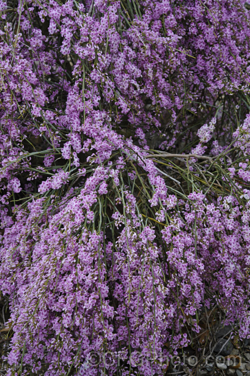 Pink Broom (<i>Carmichaelia carmichaeliae [syn. <i>Notospartium carmichaeliae</i>]), a near-leafless, arching, 1.5-3m high shrub native to Marlborough, New Zealand. The flowers appear from early summer, are fragrant and very attractive to the small black New Zealand bees. Order: Fabales, Family: Fabaceae Order: Fabales</a>