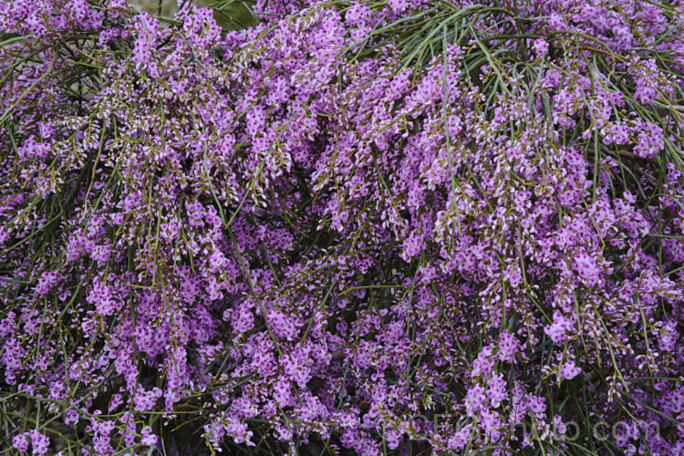 Pink Broom (<i>Carmichaelia carmichaeliae [syn. <i>Notospartium carmichaeliae</i>]), a near-leafless, arching, 1.5-3m high shrub native to Marlborough, New Zealand. The flowers appear from early summer, are fragrant and very attractive to the small black New Zealand bees. Order: Fabales, Family: Fabaceae Order: Fabales</a>