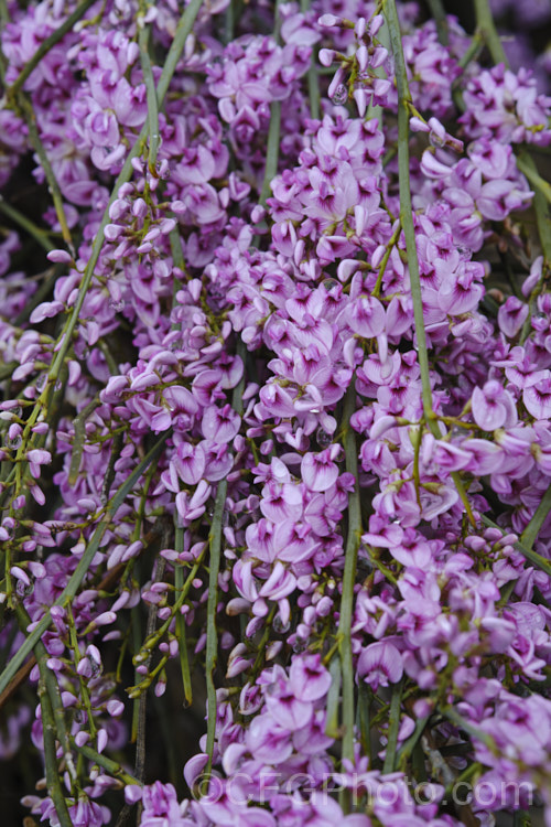 Pink Broom (<i>Carmichaelia carmichaeliae [syn. <i>Notospartium carmichaeliae</i>]), a near-leafless, arching, 1.5-3m high shrub native to Marlborough, New Zealand. The flowers appear from early summer, are fragrant and very attractive to the small black New Zealand bees. Order: Fabales, Family: Fabaceae Order: Fabales</a>