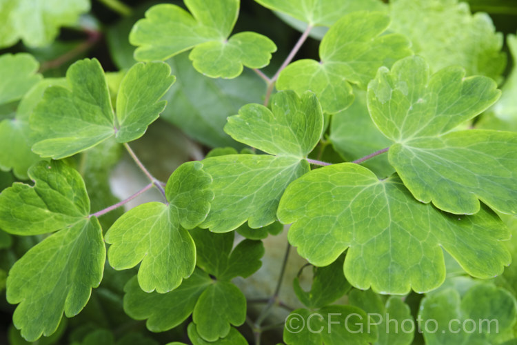 The foliage of Granny's Bonnet or European Columbine (<i>Aquilegia vulgaris</i>), a spring- to early summer-flowering perennial native to Europe. It grows to around 90cm tall and is the parent of many garden cultivars and hybrids. While a pretty plant, it and its hybrids self-sow very freely and can become invasive weeds. Order: Ranunculales, Family: Ranunculaceae Order: Ranunculales</a>