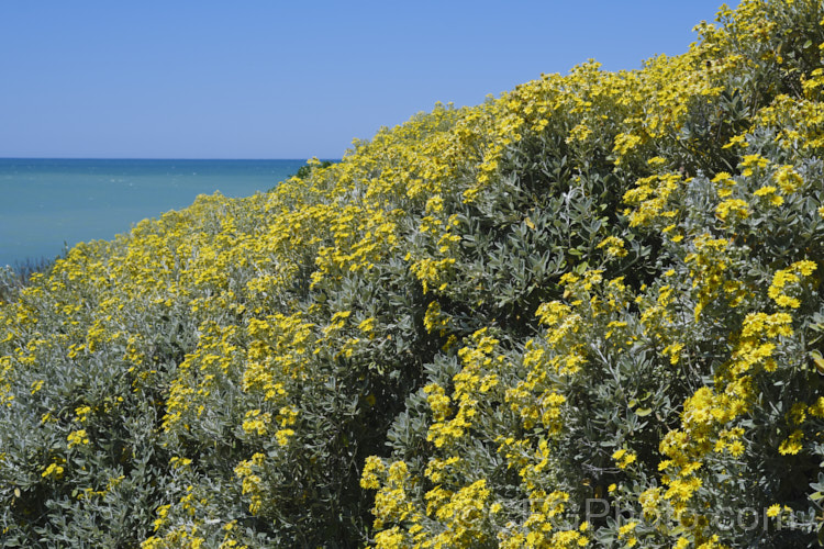 Brachyglottis greyii (syn. Senecio greyii</i>), a tough, silver-leafed evergreen shrub native to New Zealand It grows to around 15m high x 2m wide, blooms heavily in early summer, with masses of bright yellow daises, and is very useful for windy seaside gardens. brachyglottis-2162htm'>Brachyglottis.