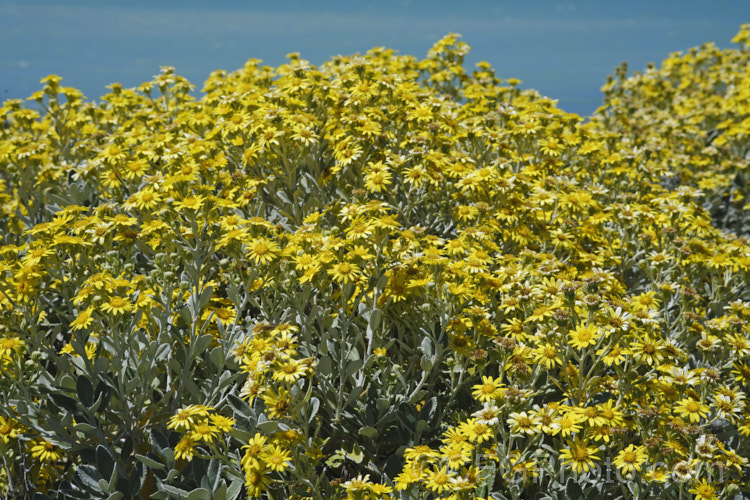 Brachyglottis greyii (syn. Senecio greyii</i>), a tough, silver-leafed evergreen shrub native to New Zealand It grows to around 15m high x 2m wide, blooms heavily in early summer, with masses of bright yellow daises, and is very useful for windy seaside gardens. brachyglottis-2162htm'>Brachyglottis.