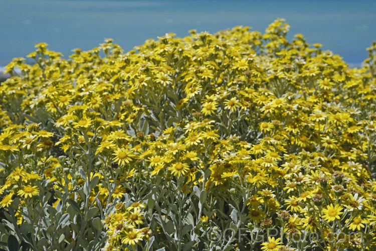 Brachyglottis greyii (syn. Senecio greyii</i>), a tough, silver-leafed evergreen shrub native to New Zealand It grows to around 15m high x 2m wide, blooms heavily in early summer, with masses of bright yellow daises, and is very useful for windy seaside gardens. brachyglottis-2162htm'>Brachyglottis.