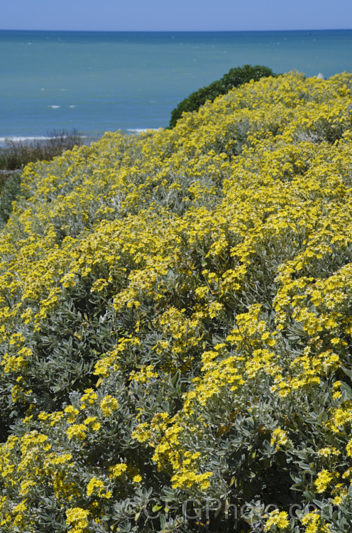 Brachyglottis greyii (syn. Senecio greyii</i>), a tough, silver-leafed evergreen shrub native to New Zealand It grows to around 15m high x 2m wide, blooms heavily in early summer, with masses of bright yellow daises, and is very useful for windy seaside gardens. brachyglottis-2162htm'>Brachyglottis.