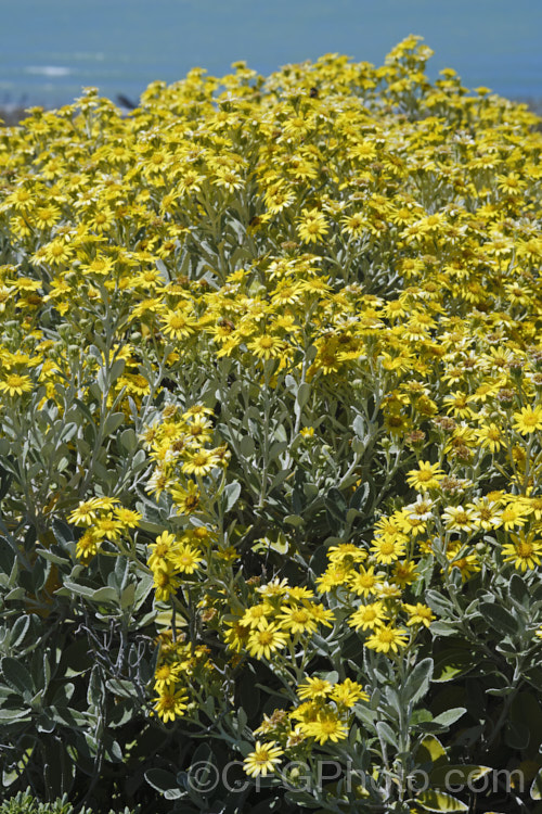 Brachyglottis greyii (syn. Senecio greyii</i>), a tough, silver-leafed evergreen shrub native to New Zealand It grows to around 15m high x 2m wide, blooms heavily in early summer, with masses of bright yellow daises, and is very useful for windy seaside gardens. brachyglottis-2162htm'>Brachyglottis.