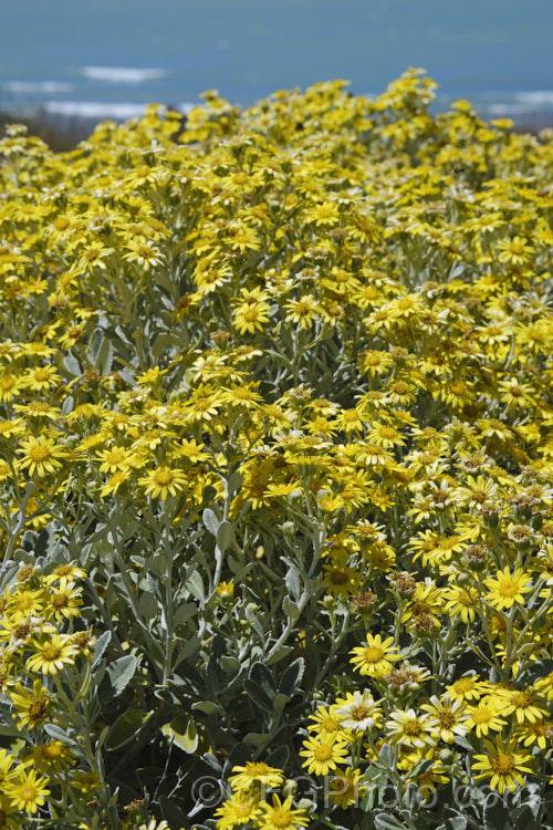 Brachyglottis greyii (syn. Senecio greyii</i>), a tough, silver-leafed evergreen shrub native to New Zealand It grows to around 15m high x 2m wide, blooms heavily in early summer, with masses of bright yellow daises, and is very useful for windy seaside gardens. brachyglottis-2162htm'>Brachyglottis.