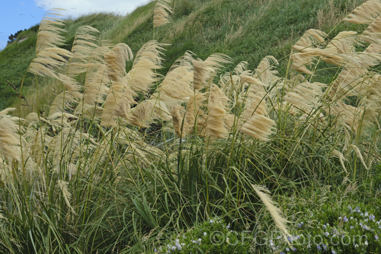 Toe. Toe (<i>Austroderia richardii [syn. Cortaderia richardii]), a 2-3m tall grass native to New Zealand It is superficially similar to the South American pampas grass (<i>Cortaderia selloana</i>) but has narrower leaves and less densely packed flower plumes. austroderia-3545htm'>Austroderia. . Order: Poales</a>