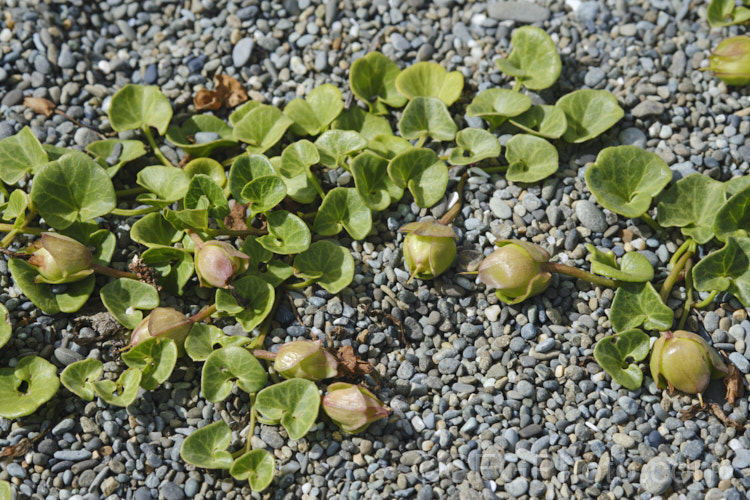 Shore Bindweed, Shore Convolvulus or Shore Morning Glory (<i>Calystegia soldanella [syn. Convolvulus soldanella]), a small, creeping, carpeting, summer-flowering perennial vine that occurs in coastal regions in temperate regions of both hemispheres