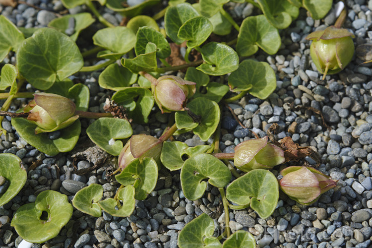 Shore Bindweed, Shore Convolvulus or Shore Morning Glory (<i>Calystegia soldanella [syn. Convolvulus soldanella]), a small, creeping, carpeting, summer-flowering perennial vine that occurs in coastal regions in temperate regions of both hemispheres