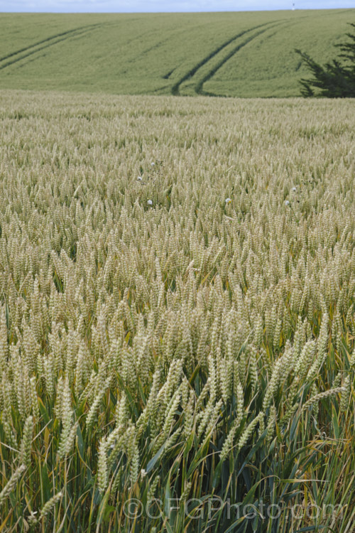 A field of maturing. Common Wheat or Bread. Wheat (<i>Triticum aestivum</i>), originating in the Middle. East and among the first cultivated plants, wheat is a vitally important cereal crop for much of the world. It is the primary constituent of most bread and cakes and is used in many other baked goods. triticum-2291htm'>Triticum. . Order: Poales</a>