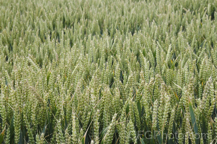A field of maturing. Common Wheat or Bread. Wheat (<i>Triticum aestivum</i>), originating in the Middle. East and among the first cultivated plants, wheat is a vitally important cereal crop for much of the world. It is the primary constituent of most bread and cakes and is used in many other baked goods. triticum-2291htm'>Triticum. . Order: Poales</a>