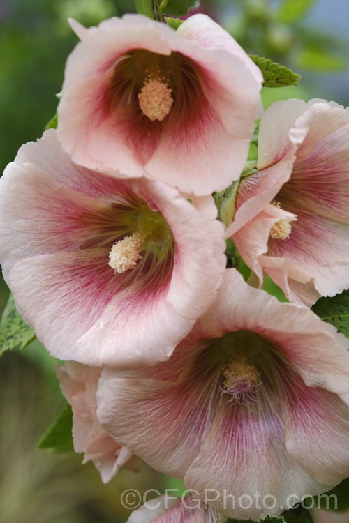 Apricot pink-flowered Hollyhock (<i>Alcea rosea [syn. Althaea rosea]), a western Asian biennial or perennial to 3m tall. There are many garden forms. alcea-2169htm'>Alcea. Order: Malvales</a>