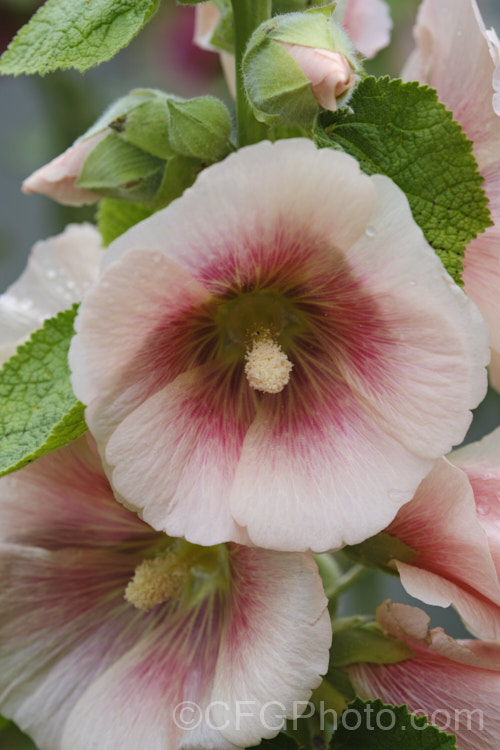 Apricot pink-flowered Hollyhock (<i>Alcea rosea [syn. Althaea rosea]), a western Asian biennial or perennial to 3m tall. There are many garden forms. alcea-2169htm'>Alcea. Order: Malvales</a>