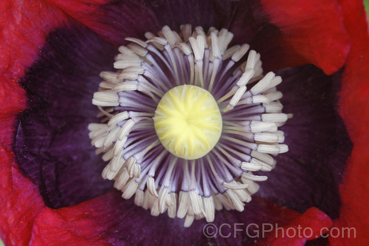 Opium. Poppy (<i>Papaver somniferum</i>), a 120cm tall, summer-flowering annual, originally from western Asia. The conspicuous seed heads are the source of opium, which is derived from the milky sap of the green heads, and of edible poppy seed, which is harvested from the mature heads. Typically a light purple-mauve, the flowers cover a range of red and purple shades. Order: Ranunculales</a>