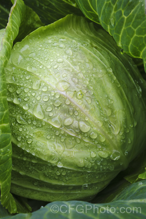 Brassica oleracea - Capitata Group 'Derby Day', a cabbage cultivar with a small, dense head that develops quickly. It is best spring-sown for maturing in early summer