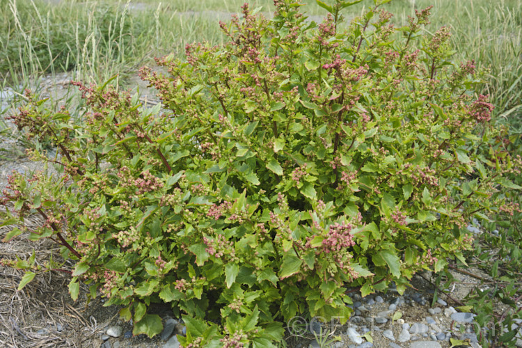 Australian Orache (<i>Atriplex australasica</i>), a scrambling perennial native to southeastern Australia, including Tasmania, and parts of New Zealand, and usually found in coastal areas. It usually behaves as a groundcover, but where possible it will grow through other plants. Sometimes considered a form of Atriplex patula, it is a larger plant in all respects, with thicker and noticeably succulent foliage, often with a strong pink tint to the stems and leaves. atriplex-3513htm'>Atriplex. Order: Caryophyllales, Family: Amaranthaceae Order: Caryophyllales</a>