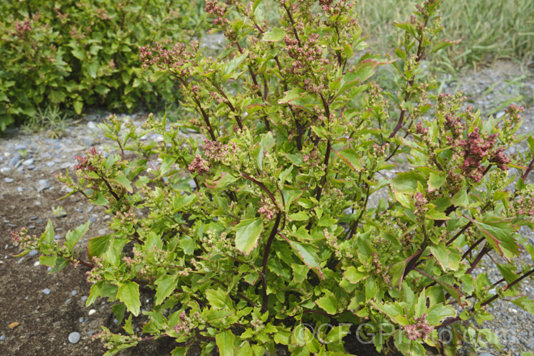 Australian Orache (<i>Atriplex australasica</i>), a scrambling perennial native to southeastern Australia, including Tasmania, and parts of New Zealand, and usually found in coastal areas. It usually behaves as a groundcover, but where possible it will grow through other plants. Sometimes considered a form of Atriplex patula, it is a larger plant in all respects, with thicker and noticeably succulent foliage, often with a strong pink tint to the stems and leaves. atriplex-3513htm'>Atriplex. Order: Caryophyllales, Family: Amaranthaceae Order: Caryophyllales</a>