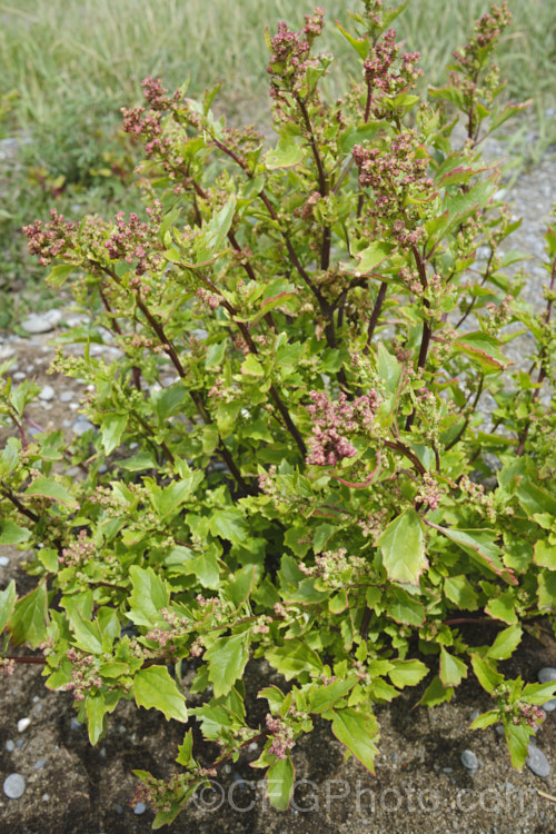 Australian Orache (<i>Atriplex australasica</i>), a scrambling perennial native to southeastern Australia, including Tasmania, and parts of New Zealand, and usually found in coastal areas. It usually behaves as a groundcover, but where possible it will grow through other plants. Sometimes considered a form of Atriplex patula, it is a larger plant in all respects, with thicker and noticeably succulent foliage, often with a strong pink tint to the stems and leaves. atriplex-3513htm'>Atriplex. Order: Caryophyllales, Family: Amaranthaceae Order: Caryophyllales</a>