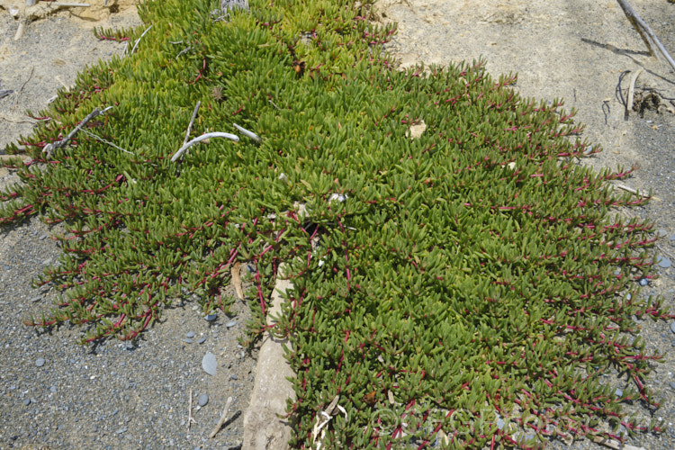 Sea. Fig or Iceplant (<i>Carpobrotus chilensis</i>), a low, spreading, South American succulent that has naturalised in many areas, particularly near the coast. Its flowers are followed by edible watery fruit. It can be distinguished from the common. Carpobrotus edulis by it smaller, less angular leaves, denser foliage, flatter growth habit and purple-pink flowers rather than soft yellow. carpobrotus-2650htm'>Carpobrotus. <a href='aizoaceae-plant-family-photoshtml'>Aizoaceae</a>. Order: Caryophyllales</a>