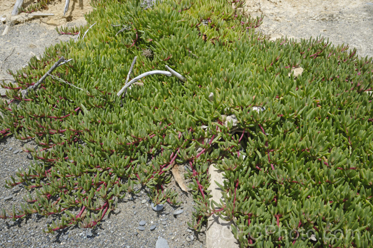 Sea. Fig or Iceplant (<i>Carpobrotus chilensis</i>), a low, spreading, South American succulent that has naturalised in many areas, particularly near the coast. Its flowers are followed by edible watery fruit. It can be distinguished from the common. Carpobrotus edulis by it smaller, less angular leaves, denser foliage, flatter growth habit and purple-pink flowers rather than soft yellow. carpobrotus-2650htm'>Carpobrotus. <a href='aizoaceae-plant-family-photoshtml'>Aizoaceae</a>. Order: Caryophyllales</a>