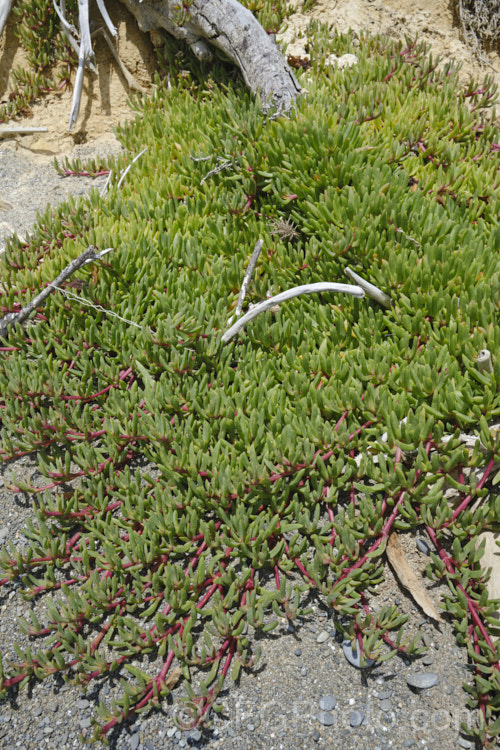 Sea. Fig or Iceplant (<i>Carpobrotus chilensis</i>), a low, spreading, South American succulent that has naturalised in many areas, particularly near the coast. Its flowers are followed by edible watery fruit. It can be distinguished from the common. Carpobrotus edulis by it smaller, less angular leaves, denser foliage, flatter growth habit and purple-pink flowers rather than soft yellow. carpobrotus-2650htm'>Carpobrotus. <a href='aizoaceae-plant-family-photoshtml'>Aizoaceae</a>. Order: Caryophyllales</a>